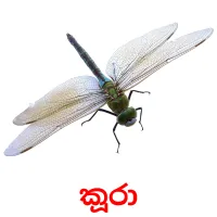 කූරා cartes flash