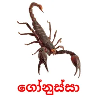 ගෝනුස්සා cartes flash