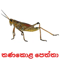 තණකොළ පෙත්තා cartes flash