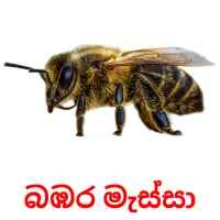 බඹර මැස්සා ansichtkaarten