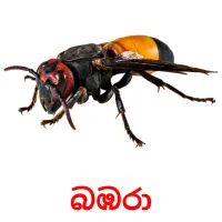 බඹරා ansichtkaarten