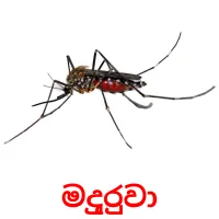 මදුරුවා ansichtkaarten