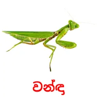 වන්ඳා cartes flash