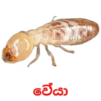 වේයා ansichtkaarten