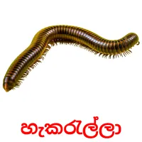 හැකරැල්ලා cartes flash