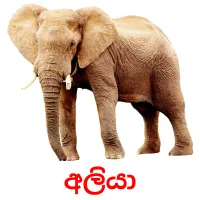 අලියා picture flashcards