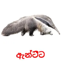 ඇන්ටීට picture flashcards