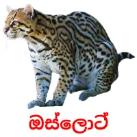 ඔස්ලොට් picture flashcards