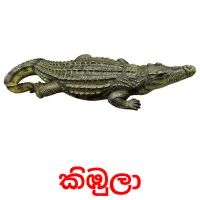 කිඹුලා picture flashcards