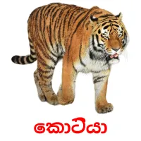 කොටියා picture flashcards