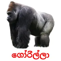 ගෝරිල්ලා picture flashcards