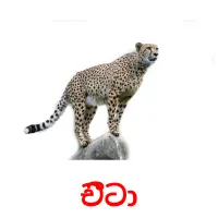 චීටා picture flashcards