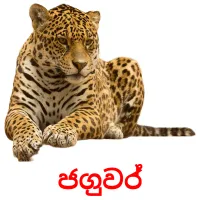 ජගුවර් picture flashcards