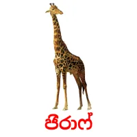 ජිරාෆ් picture flashcards