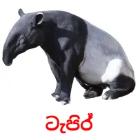 ටැපිර් picture flashcards