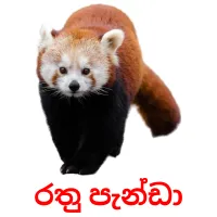 රතු පැන්ඩා picture flashcards