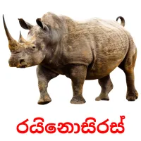 රයිනොසිරස් picture flashcards