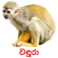 වඳුරා picture flashcards