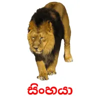 සිංහයා picture flashcards