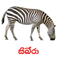 සිබ්‍රා picture flashcards