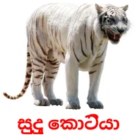 සුදු කොටියා picture flashcards