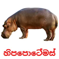 හිපපොටේමස් picture flashcards