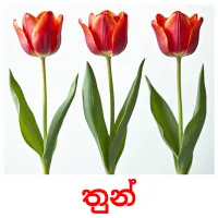 තුන් picture flashcards