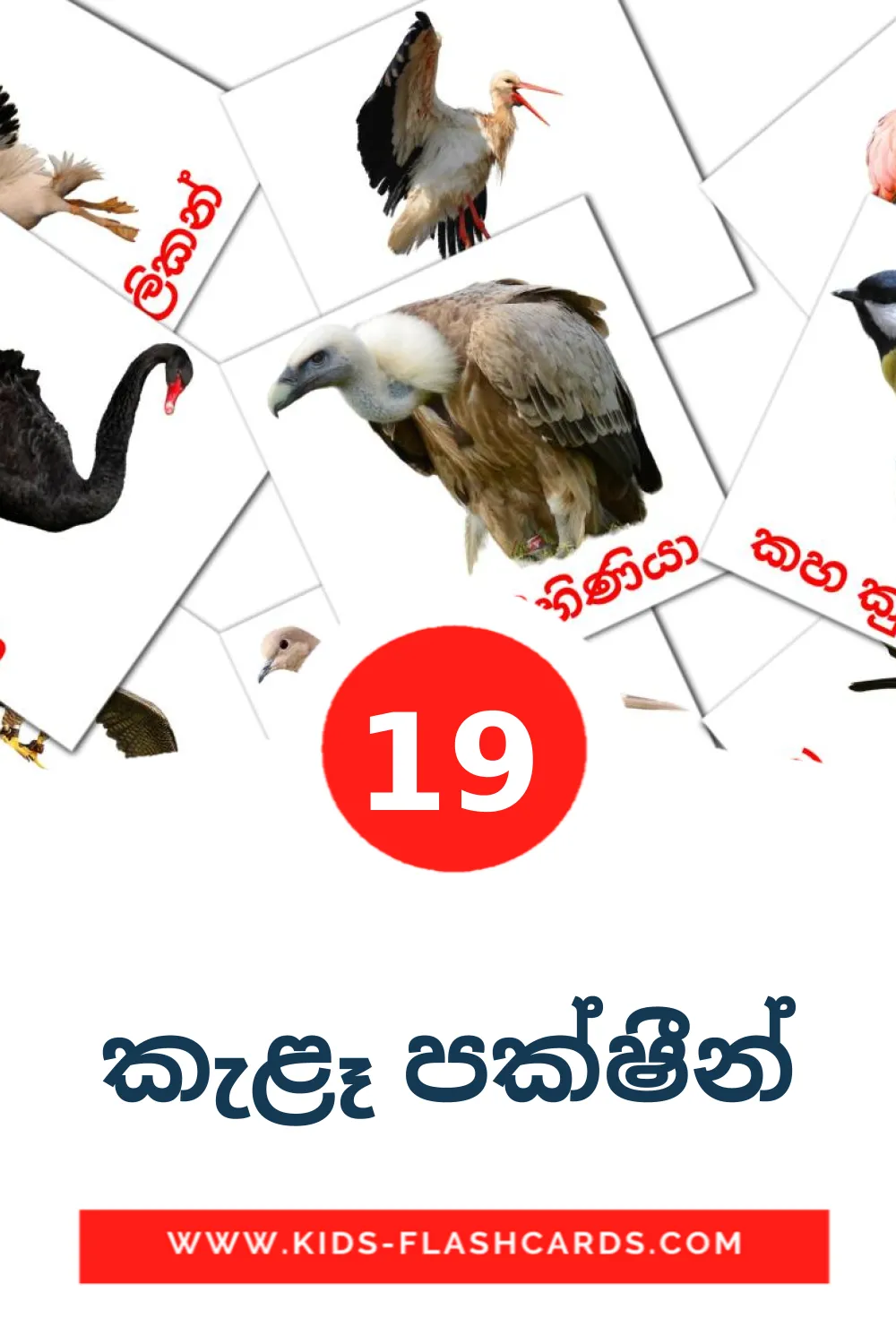 19 කැළෑ පක්ෂීන් Bildkarten für den Kindergarten auf sinhala