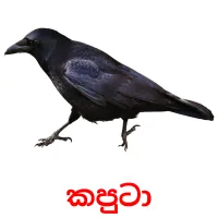කපුටා Bildkarten für Kinder
