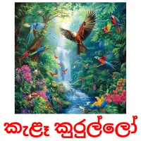 කැළෑ කුරුල්ලෝ Bildkarten für Kinder