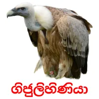 ගිජුලිහිණියා Bildkarten für Kinder