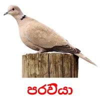 පරවියා Bildkarten für Kinder
