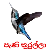 පැණි කුරුල්ලා Bildkarten für Kinder