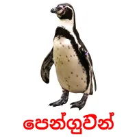 පෙන්ගුවින් Bildkarten für Kinder