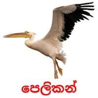 පෙලිකන් Bildkarten für Kinder