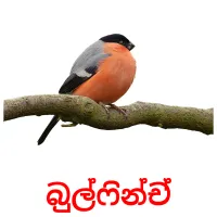 බුල්ෆින්ච් Bildkarten für Kinder
