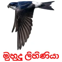 මුහුදු ලිහිණියා Bildkarten für Kinder
