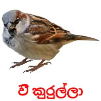 වී කුරුල්ලා Bildkarten für Kinder