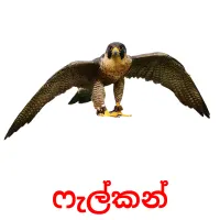 ෆැල්කන් Bildkarten für Kinder