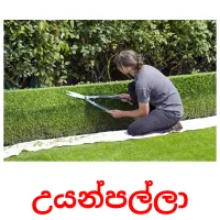 උයන්පල්ලා Bildkarteikarten