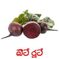 බීට් රූට් Bildkarteikarten