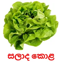 සලාද කොළ Bildkarteikarten