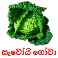 සැවෝයි ගෝවා ansichtkaarten