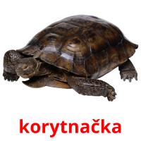 korytnačka cartões com imagens