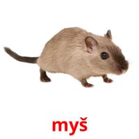 myš picture flashcards