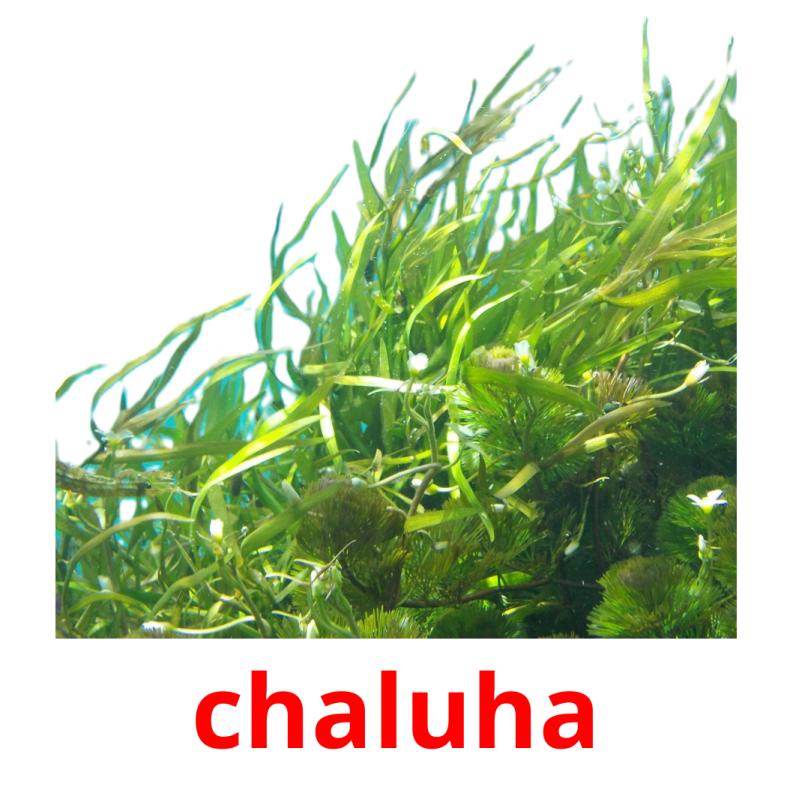 chaluha picture flashcards