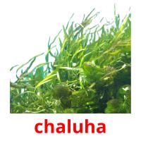 chaluha flashcards illustrate