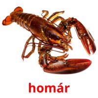 homár picture flashcards