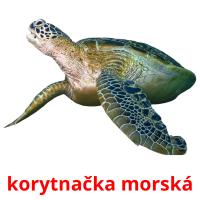 korytnačka morská cartões com imagens