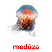 medúza picture flashcards